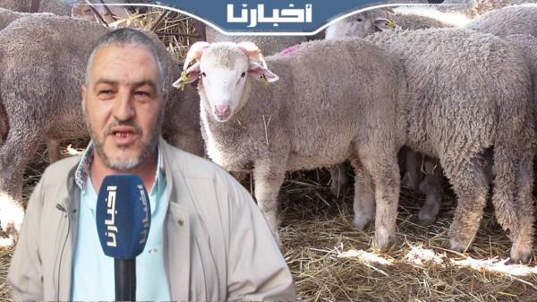 الخرفان المستوردة من إسبانيا بمناسبة عيد الأضحى ب1500 درهم في وجدة